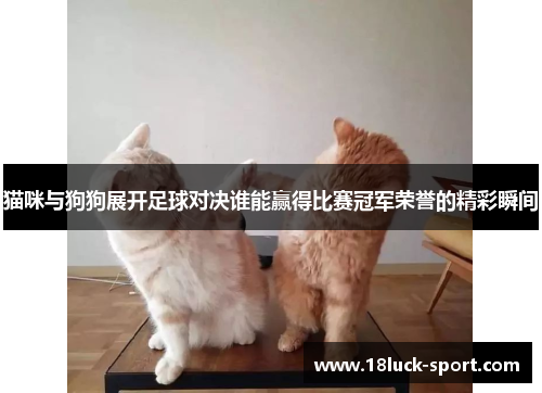 猫咪与狗狗展开足球对决谁能赢得比赛冠军荣誉的精彩瞬间